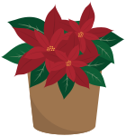 Poinsettia